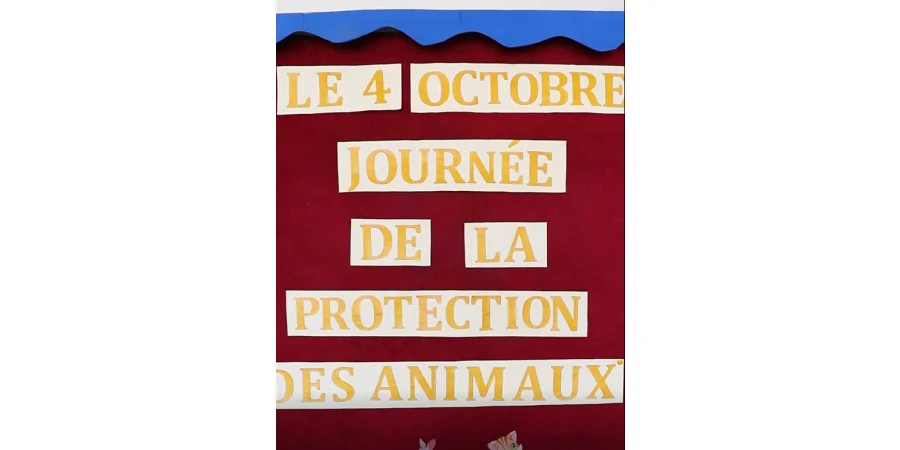 ✨Aujourd’hui, c’est la Journée mondiale des animaux !🐕🦮🐈🐈‍⬛  À cette occasion, nous partageons avec vous notre démarche de sensibilisation de nos élèves🎒 à l’amour et à la protection des animaux.🧡🦮🐈✨ 